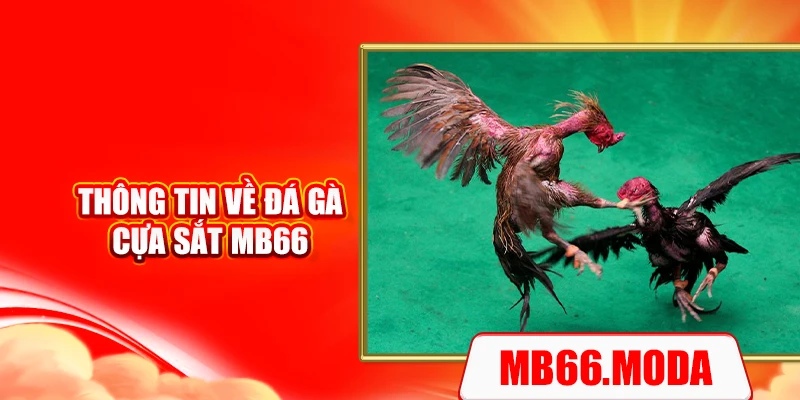 Thông tin về đá gà cựa sắt MB66